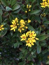 Yellow Jessamine