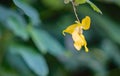 Yellow Jewelweed also Called Pale Touch-me-not Royalty Free Stock Photo