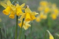 Yellow jonquils partly blurred Royalty Free Stock Photo