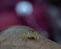 Yellow Jumping spider aka Phidippus audax in bokeh land