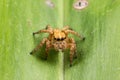 yellow jumping spider on a green leaf