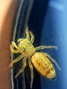 A yellow jumping spider on my watch