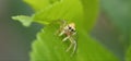 Yellow jumping Spider is waiting for its preys