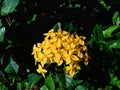 Yellow jungle geranium blooms a flower, ornamental tropical summer season flower