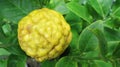 Yellow Kaffir Lime or Jeruk Purut Tropical Fruit Royalty Free Stock Photo