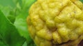 Yellow Kaffir Lime or Jeruk Purut Royalty Free Stock Photo