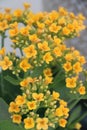 Yellow Kalanchoe Flowers Closeup. Royalty Free Stock Photo