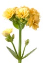 Yellow kalanchoe flowers macro flower