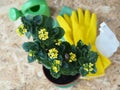 Yellow Kalanchoe flowers in a pot on a wooden table with a watering can, a water sprinkler, gloves and a napkin. Floral background