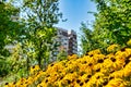 Yellow kalendula flowers in the park in Milan Royalty Free Stock Photo