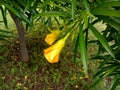 Yellow kaner or Cascabela thevetia flower and leaves close up