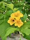 Yellow kaner flowers stock photo