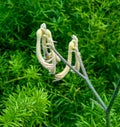 Yellow kangaroo paw, Anigozanthos flavidus, Native to southwest Western Australia Royalty Free Stock Photo