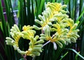 Yellow Kangaroo Paw (Australian Wildflower - Anigozanthos pulche