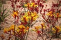 Yellow kangaroo paw flower, Anigozanthos flavidus, endemic to Western Australia Royalty Free Stock Photo