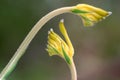 Yellow Kangaroo Pow flower West Australia