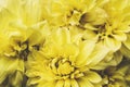 Yellow Kelvin Floodlight Dahlia flowers in full bloom