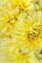 Yellow Kelvin Floodlight Dahlia flowers in full bloom, close up