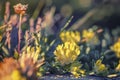 Yellow Kidney Vetch Flowers on Rocks
