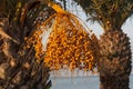 Yellow kimri dates clusters fruits photo Royalty Free Stock Photo