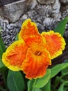Yellow King Humbert Canna Lily bulbs, Canna lily, Plants Royalty Free Stock Photo