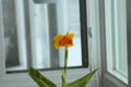 A Yellow King Humbert Canna Lily with an orange and yellow flower and buds and green and yellow striated leaves Royalty Free Stock Photo