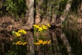 Yellow kingcup flowers growing at lake shore