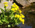Yellow kingcup flowers at the water