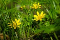 Yellow kingcups & x28;may blobs& x29; in spring