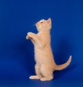 Yellow kitten begging on blue Royalty Free Stock Photo