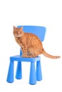 Yellow Kitten on a Blue Chair
