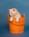 Yellow kitten in a bucket Royalty Free Stock Photo