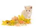 Yellow kitten and fall leaves