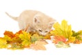 Yellow kitten and fall leaves