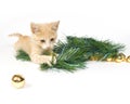 Yellow kitten playing with Christmas Decorations Royalty Free Stock Photo