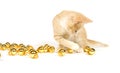 Yellow kitten playing with Christmas Decorations Royalty Free Stock Photo