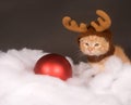 Yellow kitten with reindeer hat