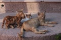 Yellow Kitten Stray Cats and Mother Cat