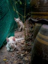 Yellow Kittens Crouching