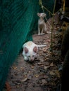 Yellow Kittens Crouching