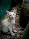 Yellow Kittens sitting beside The Pots