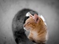 Yellow Kitty Looks Through a Big Hole Royalty Free Stock Photo