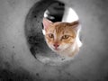 Yellow Kitty Looks Through a Big Hole Royalty Free Stock Photo