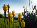 Yellow Kniphofia flower heads in a flowerbed by the sea