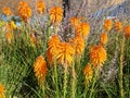Yellow kniphofia flowers bloom in the flowerbed