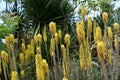 Yellow Kniphofia, in the garden.