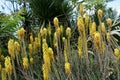 Yellow Kniphofia, in the garden.