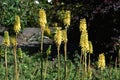 Yellow Kniphofia, in the garden.