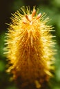 Yellow kniphofia