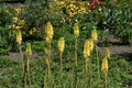 Yellow Kniphofia, in the garden.